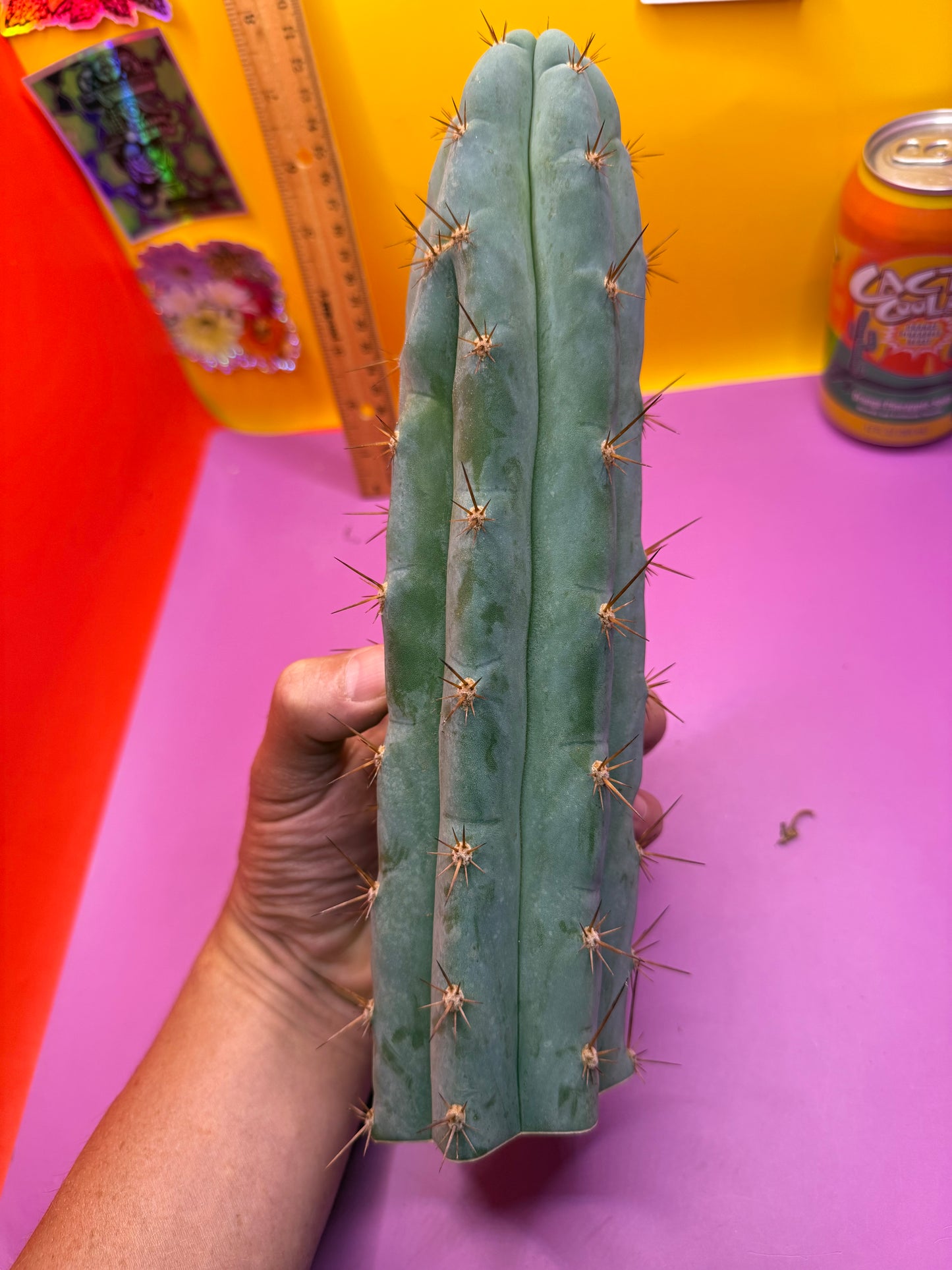 Sharxx Blue O.P. This exact cactus