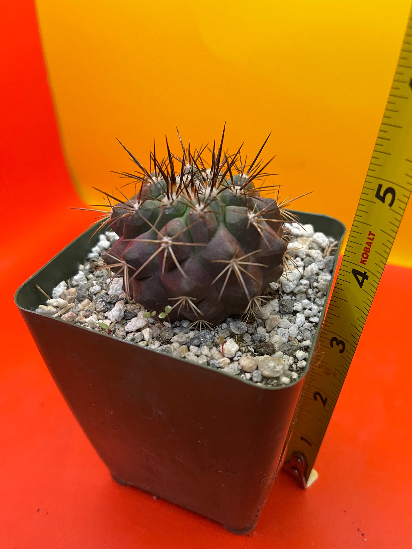 Copiapoa !!!