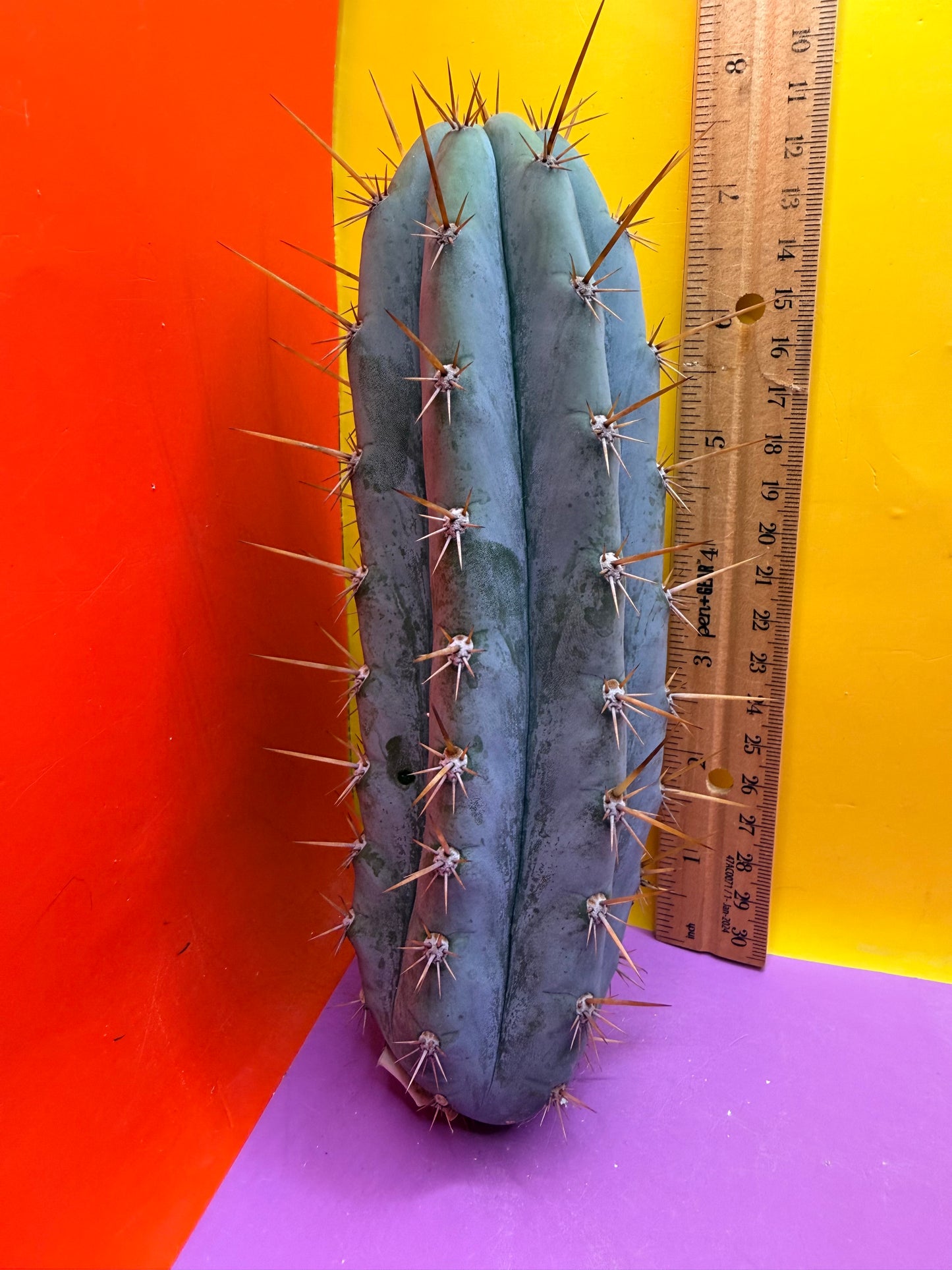 Powdery Blue Trichocereus Peruvianus !!