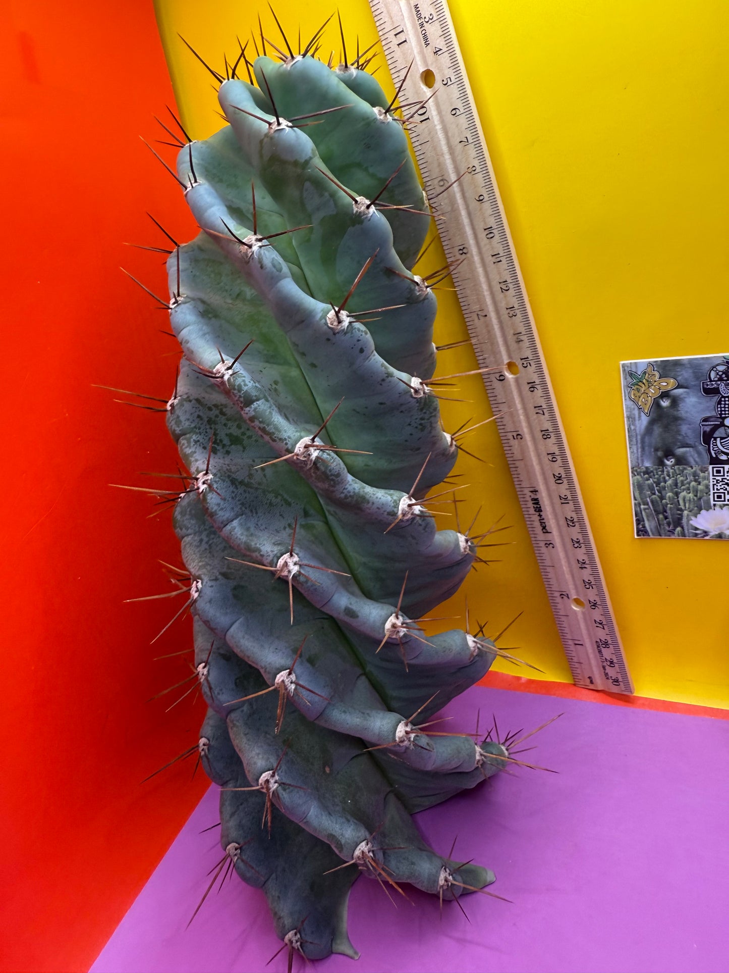 SPIRAL 🌀 CACTUS 🌵!!!