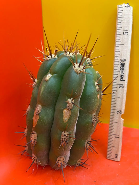 Trichocereus tacaquirensis