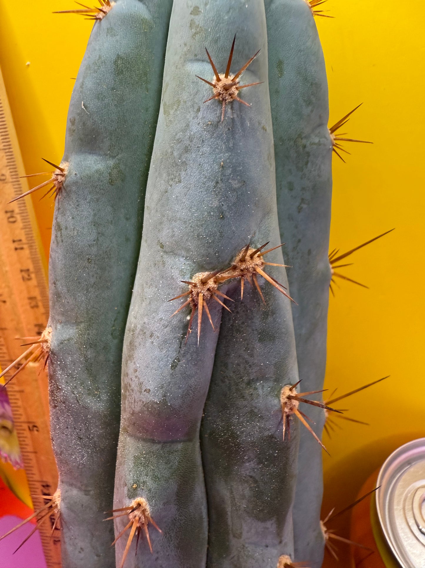 Sharxx Blue O.P. This exact cactus