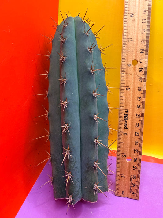 “RC’s T.P. 🧻”  trichocereus peruvianus !!
