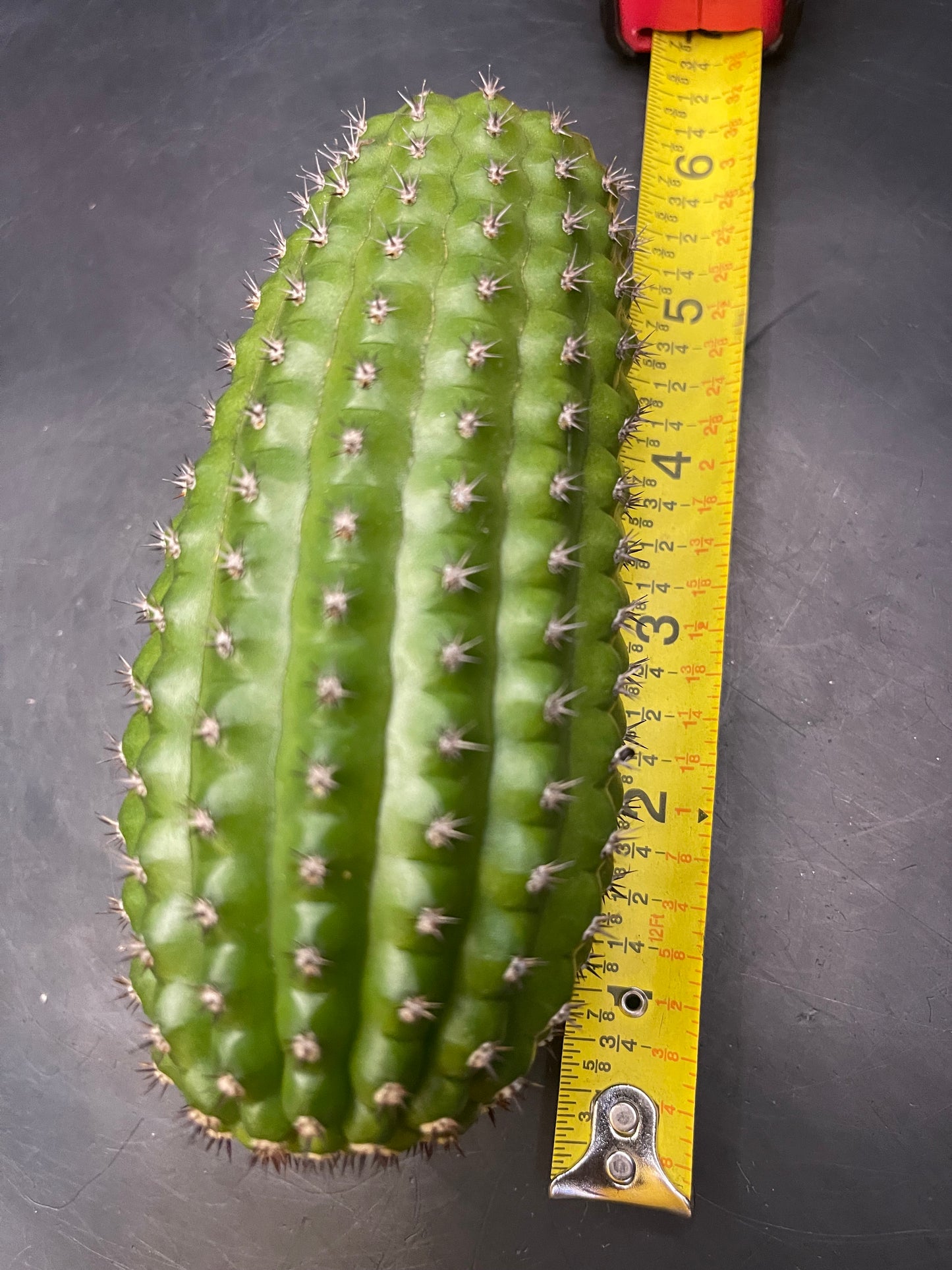 Trichocereus brevispinulosus