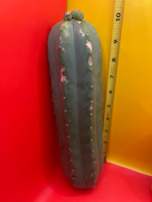 CAHUILLA CACTUS CUTTING