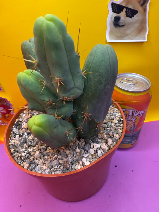 Trichocereus bridgesii monstrose5 segments  , fully rooted !