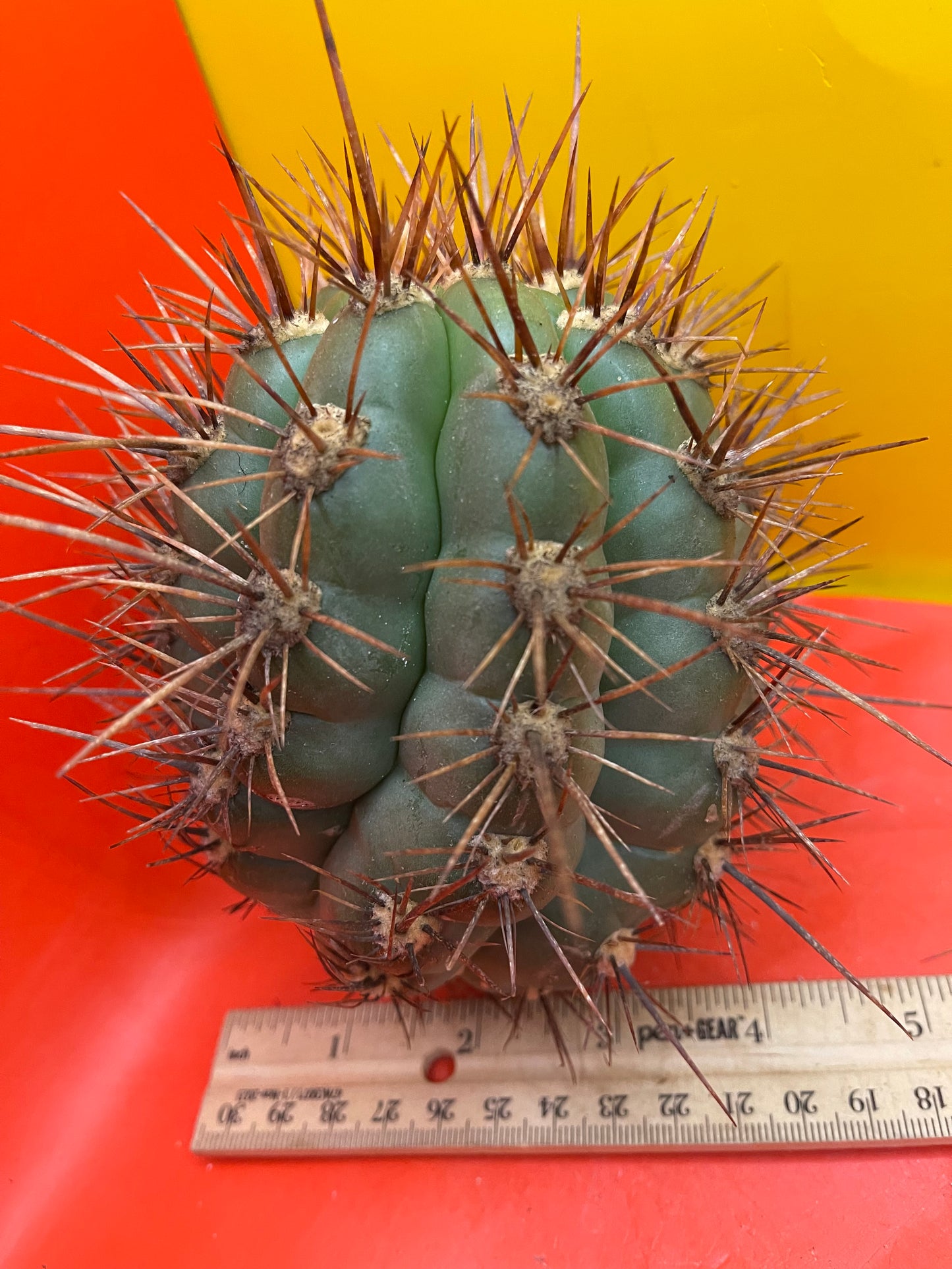 Trichocereus Tacaquirensis