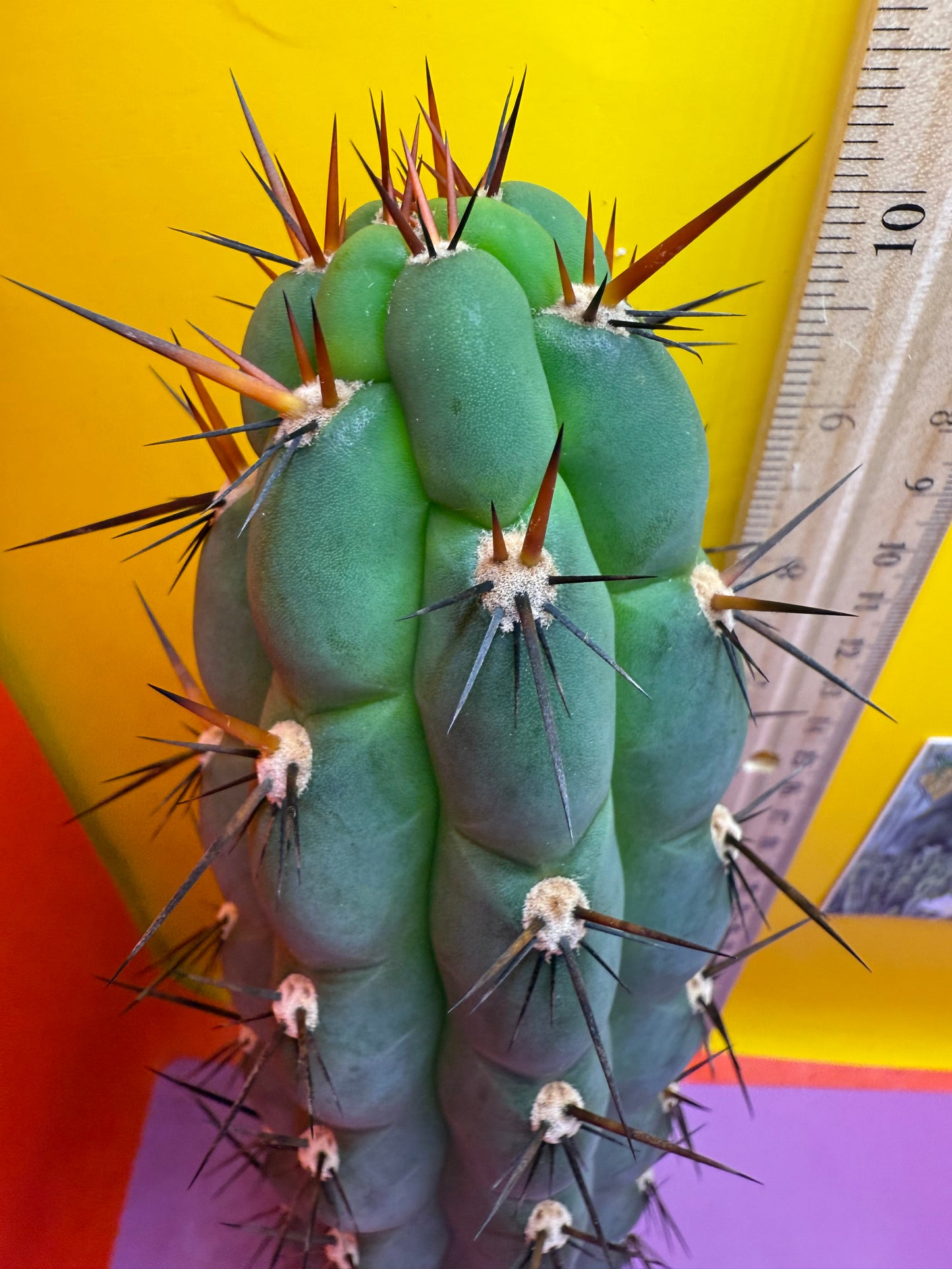 CHALA - trichocereus , San Pedro Cactus Cultivar