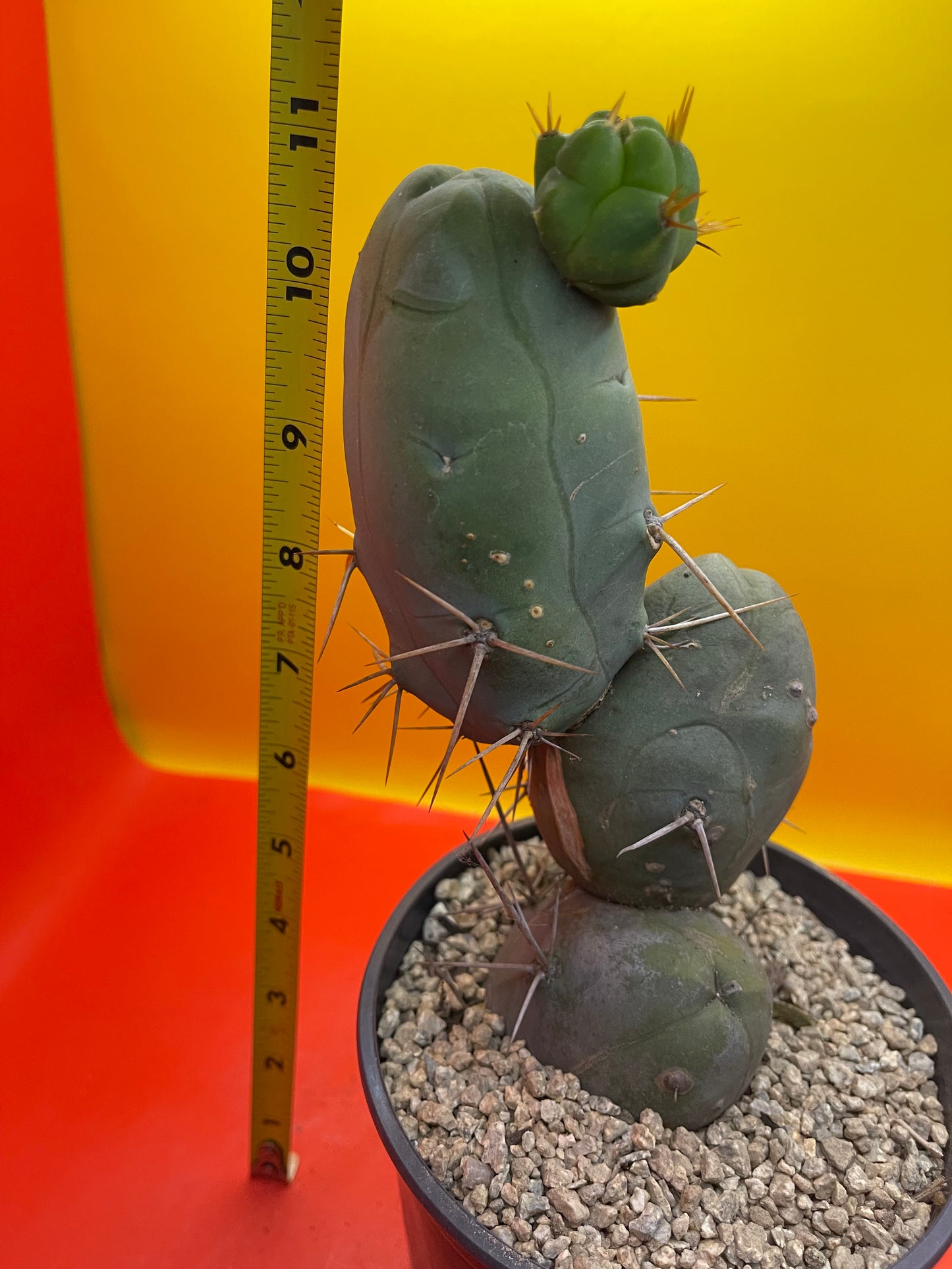 Trichocereus Bridgesii Monstrose - TBM !