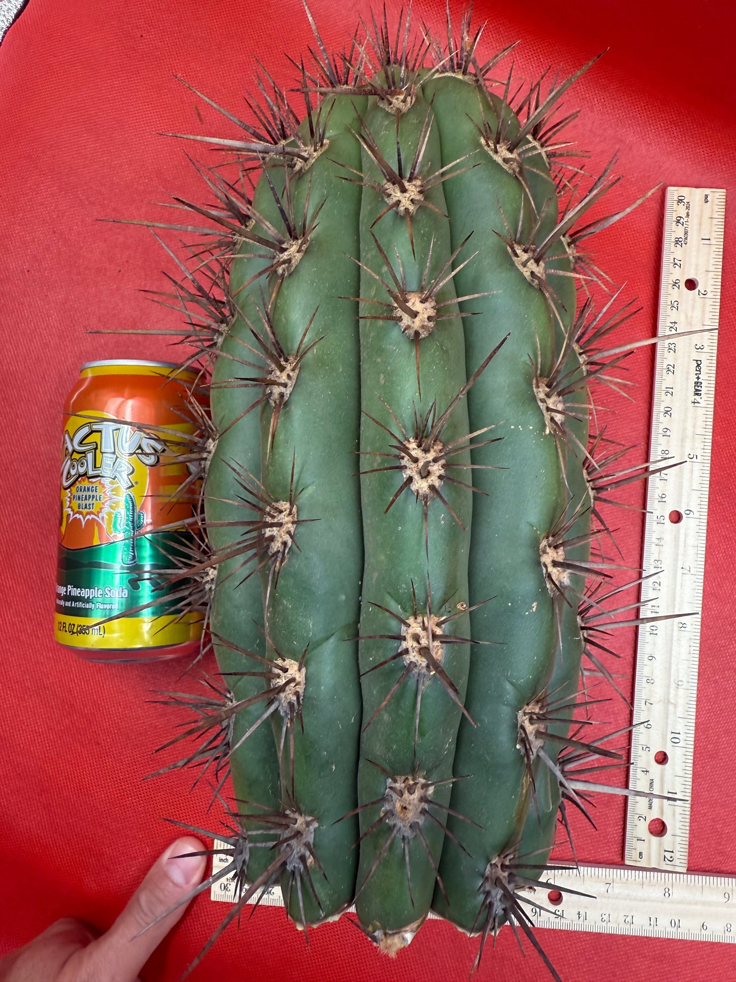 Tacaquirensis x Serra Blue O.P. Seeds