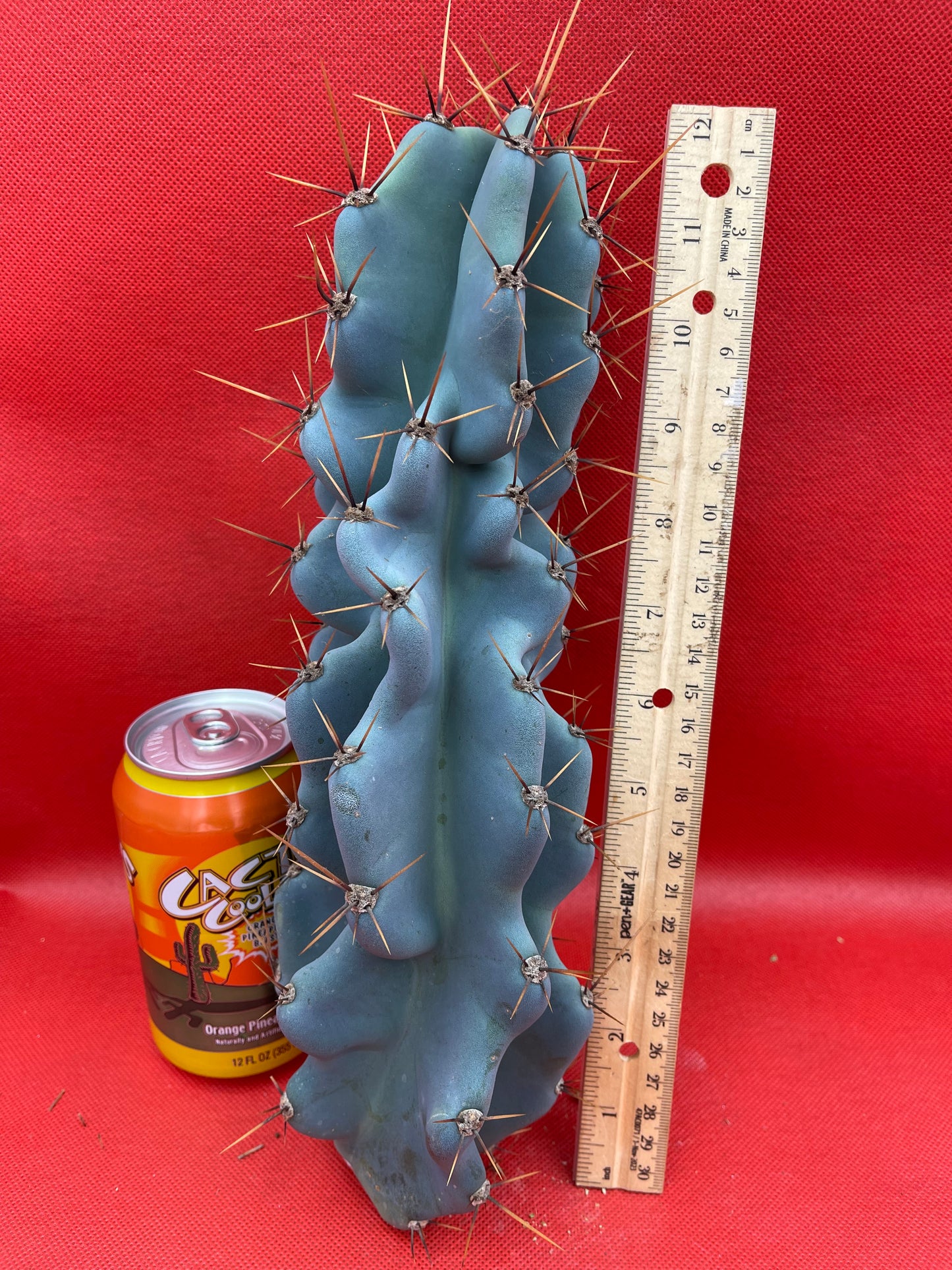 Cereus Monstrose - Gets cactus apples !