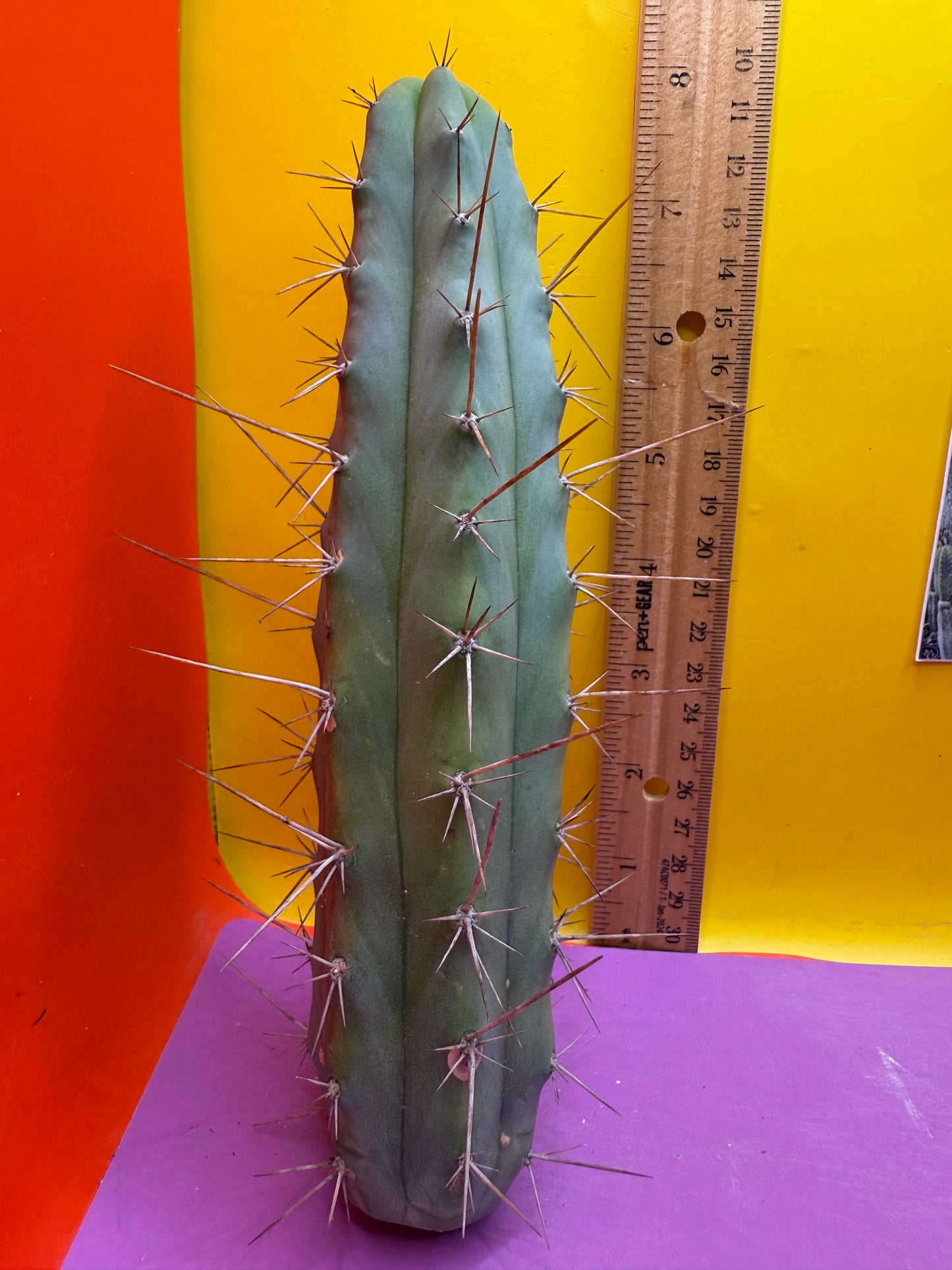 “MINI ME” trichocereus bridgesii