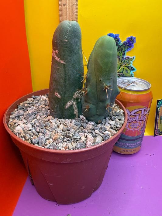 Strangely long TBM-B.   cactus for sale - this exact potted cactus