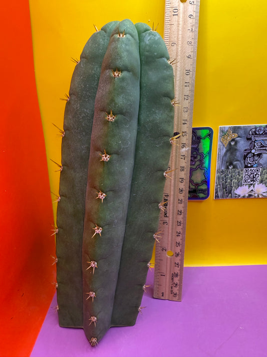 Juuls Giant x Helen