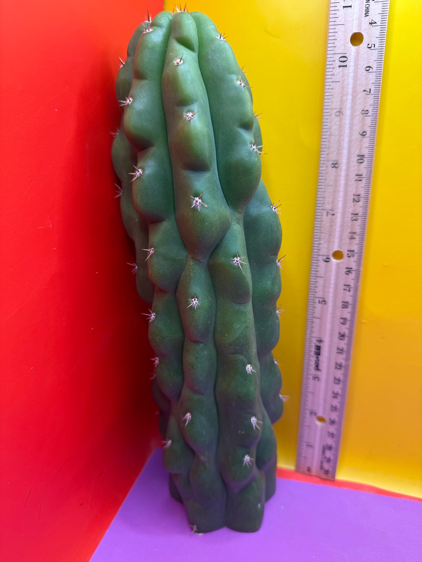 Monstrose San Pedro Cactus! This exact one