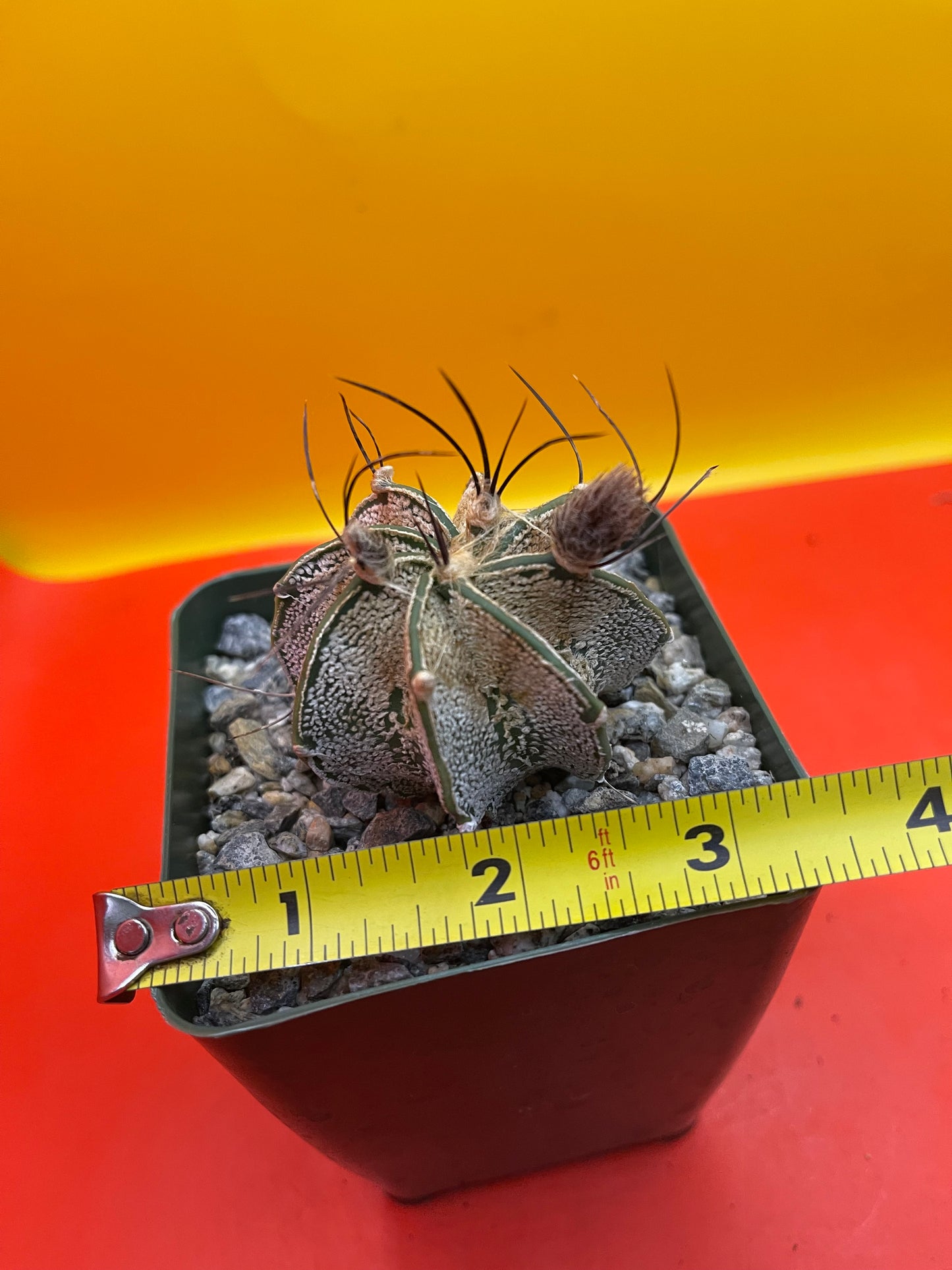 Flowering Astrophytum