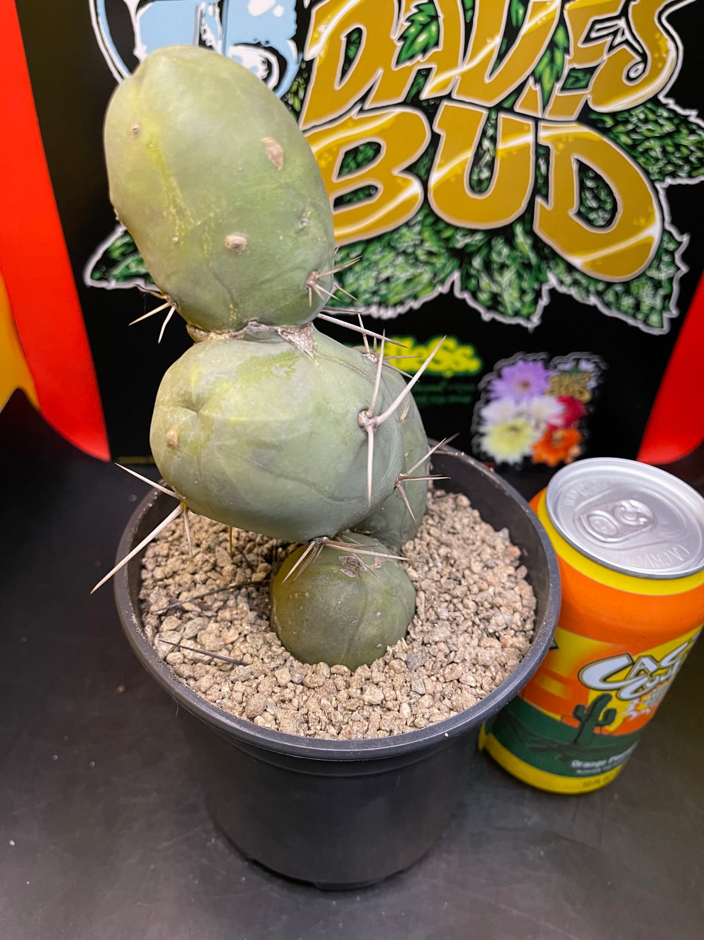 PENISCACTUS !!