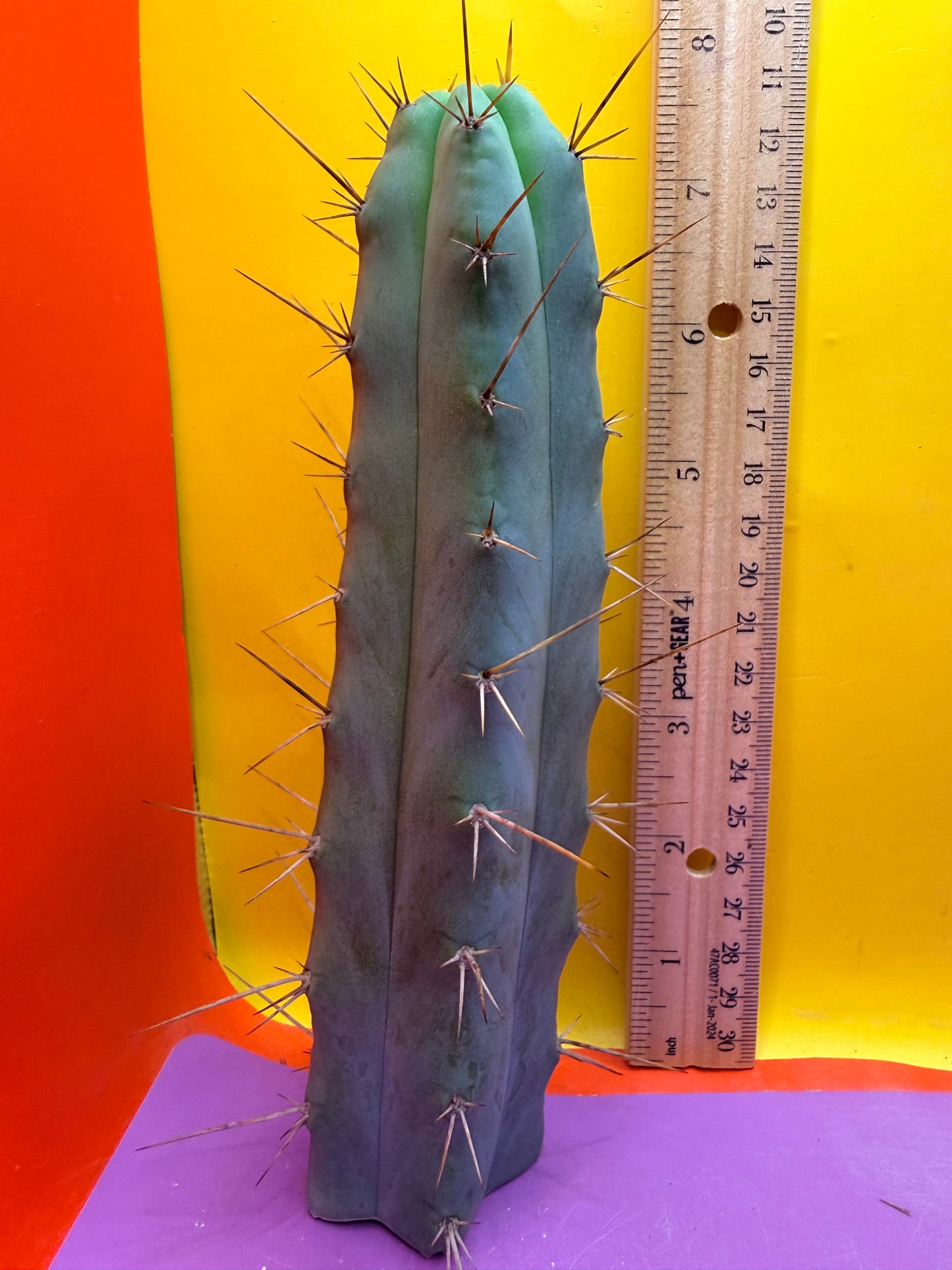 “MINI ME” trichocereus bridgesii