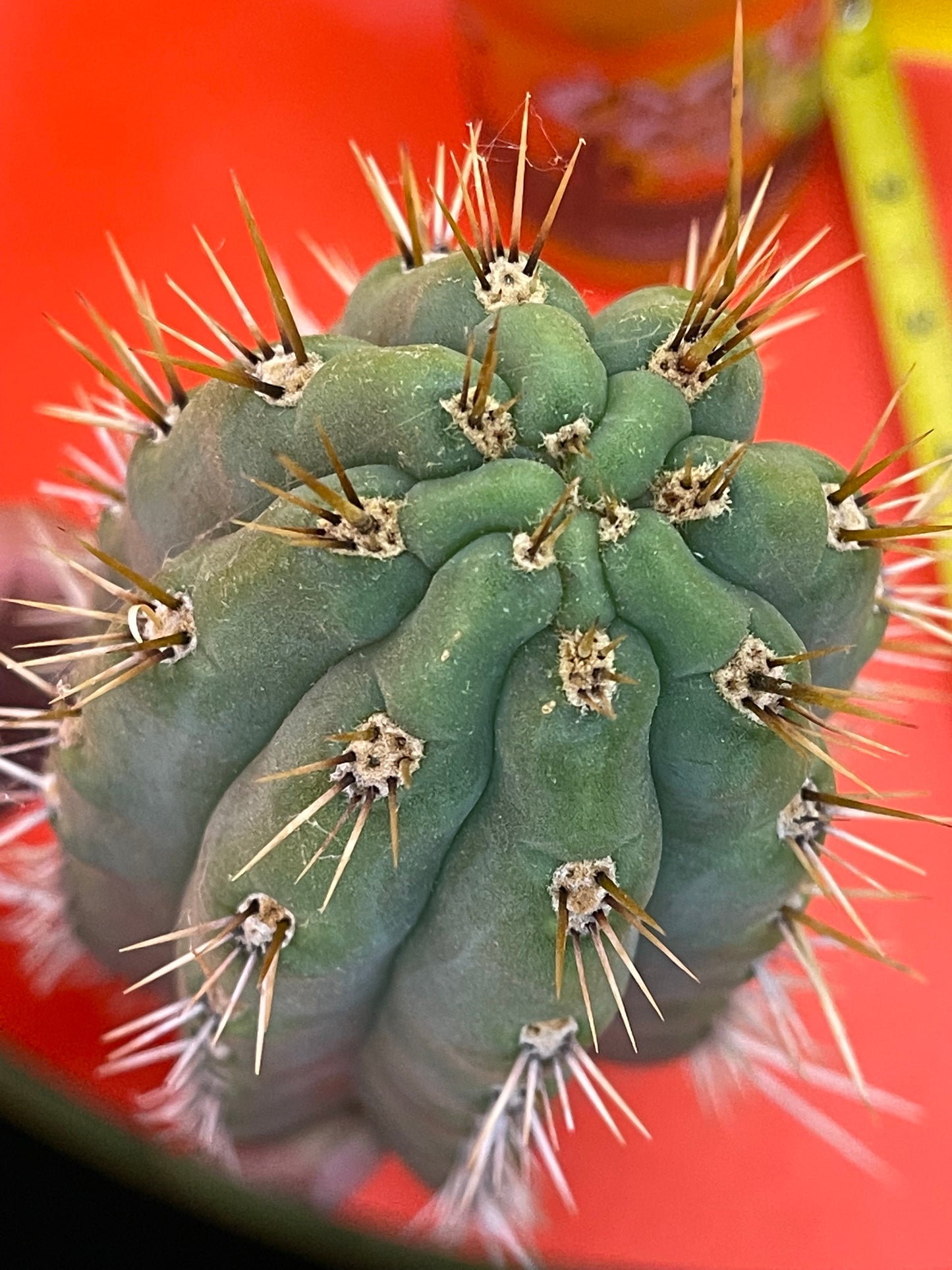 Trichocereus puquiensis