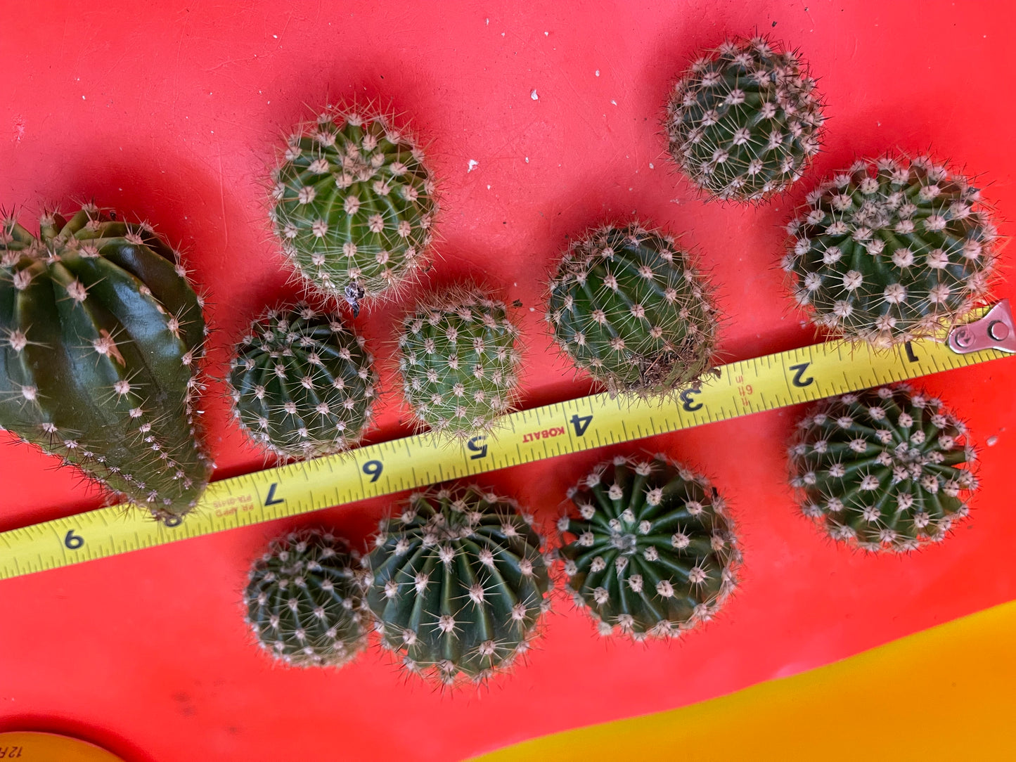 Echinopsis pups !