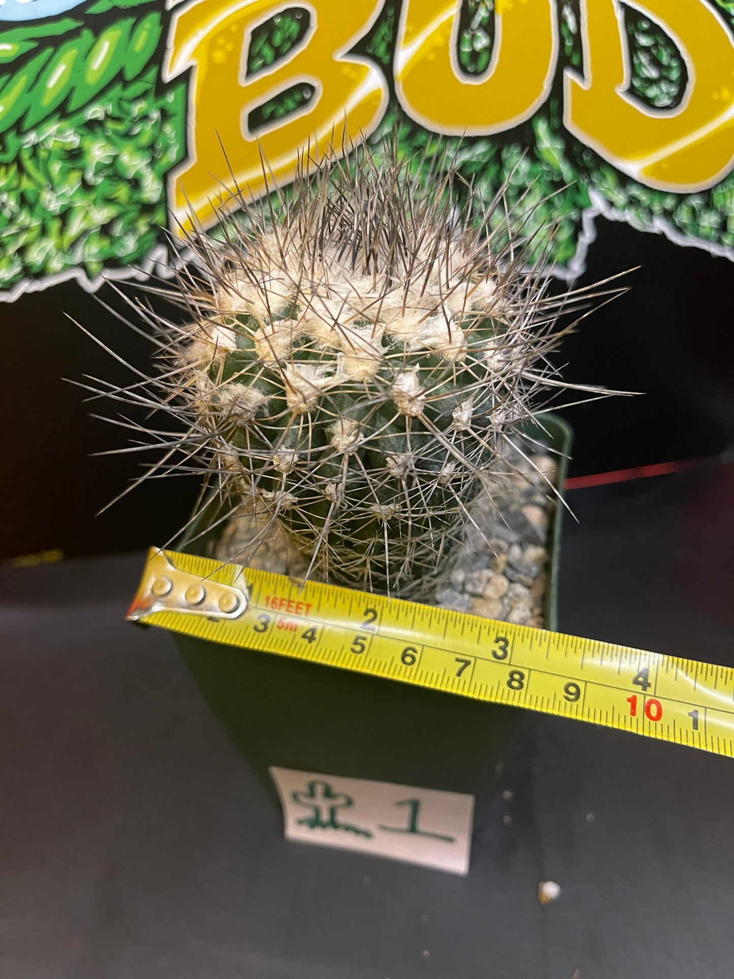 Copiapoa Paposoensis  🌵1