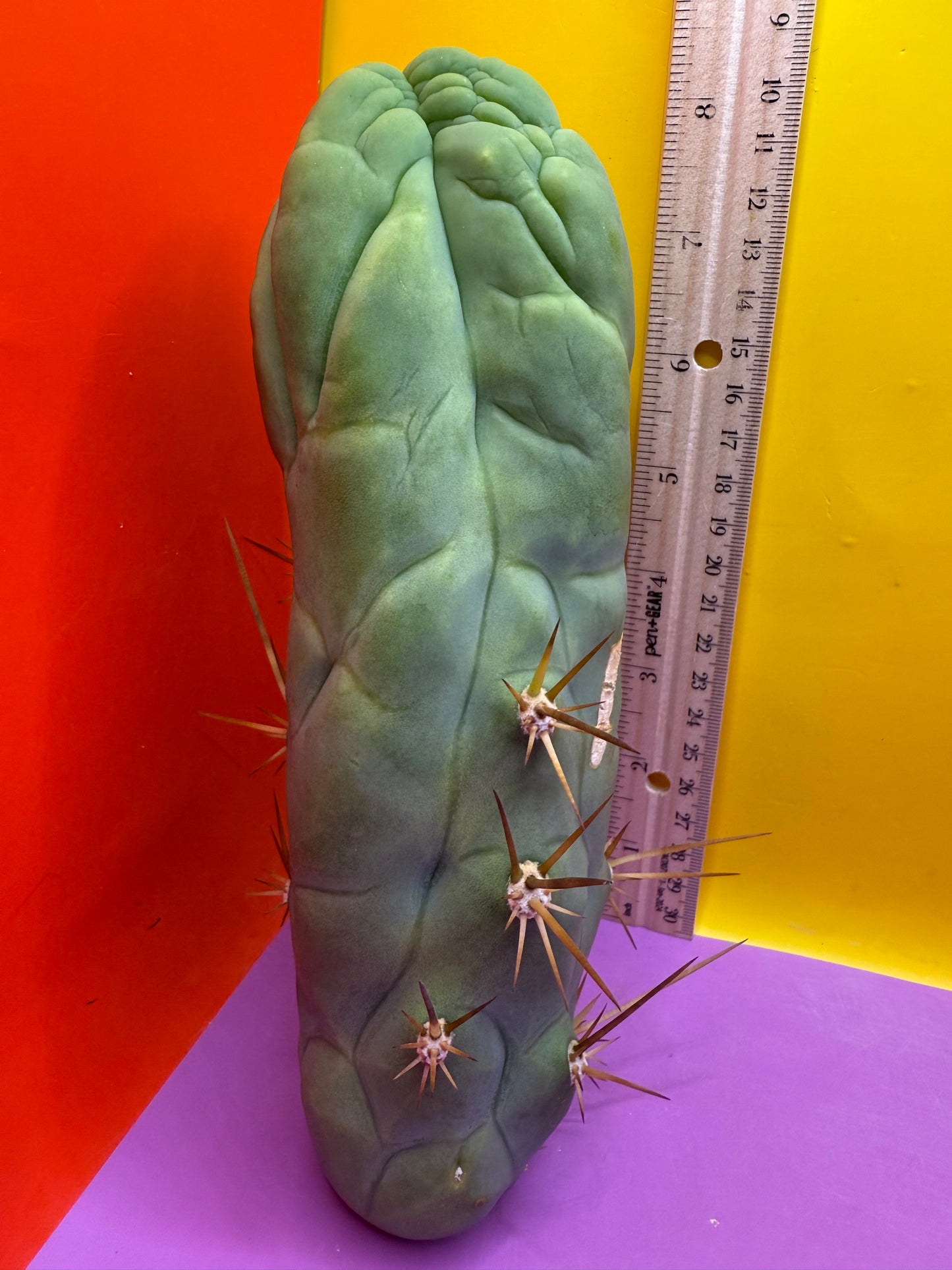 Bruce’s Dragon - almost 3” thick !