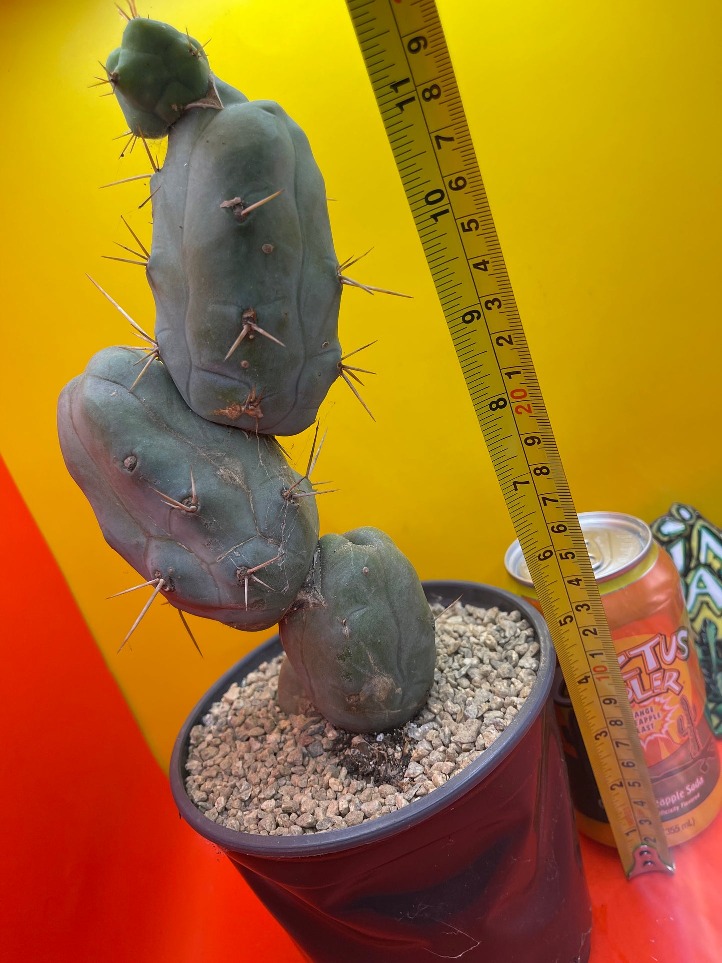 TRICHOCEREUS BRIDGESii MONSTROSE