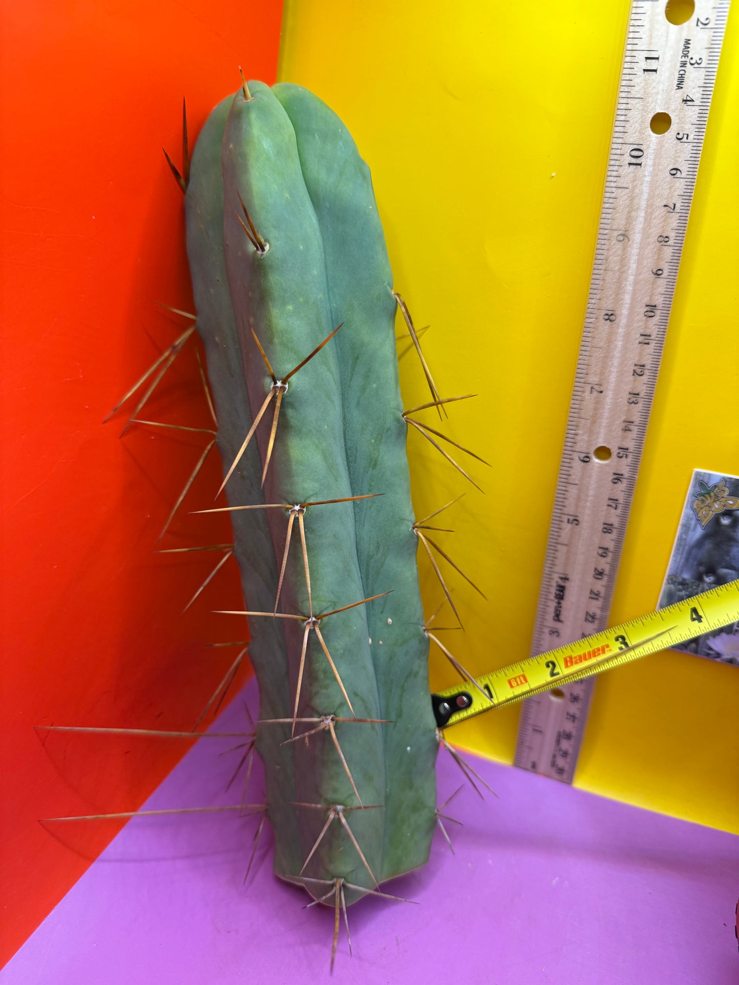 4 Wind Bridgesii “LMA” La Mirada Angelo