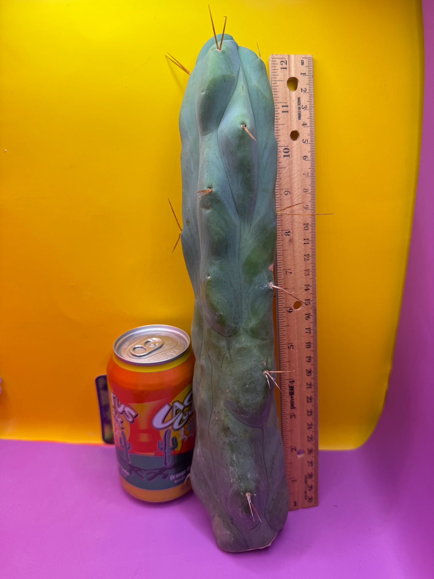Extremely Rare “CALIFA”