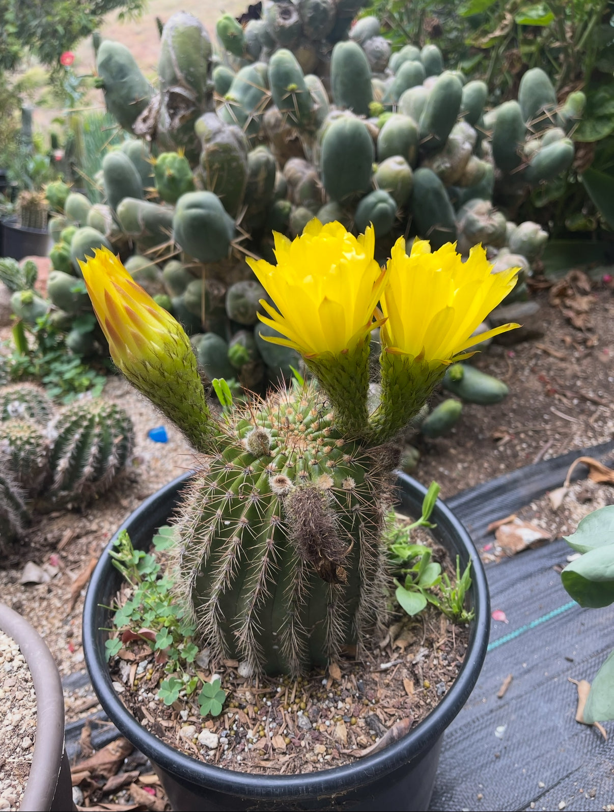 TRICHO HYBRID SEEDS !