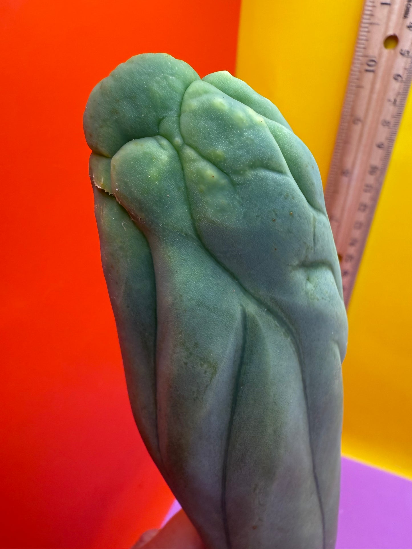 TBM-A LONG FORM CACTUS