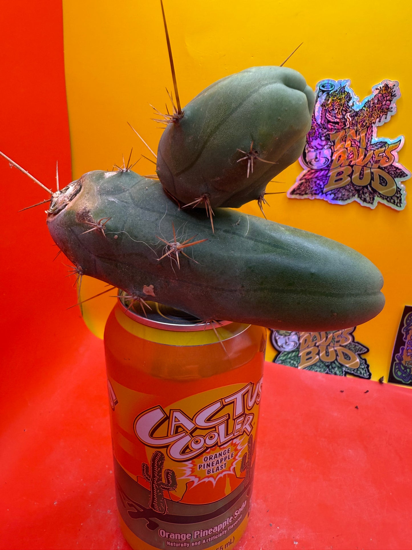 TBM !!!! Huge double segment cactus