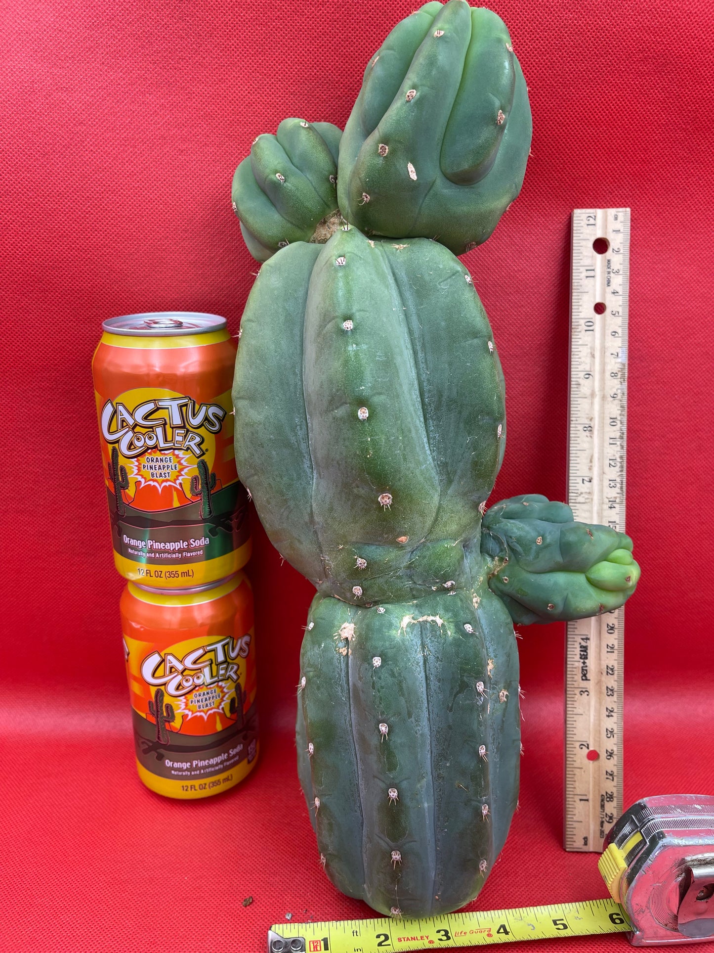 Weirdo Cahuilla !! 5” thick