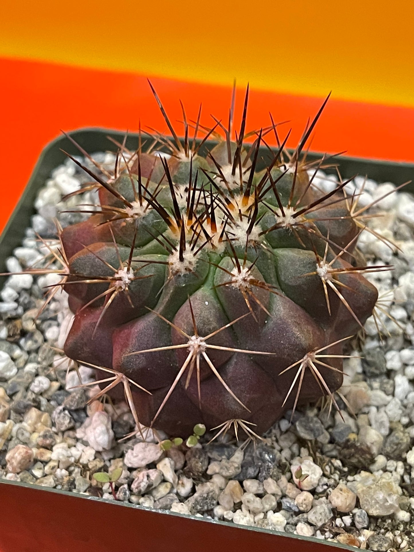 Copiapoa !!!