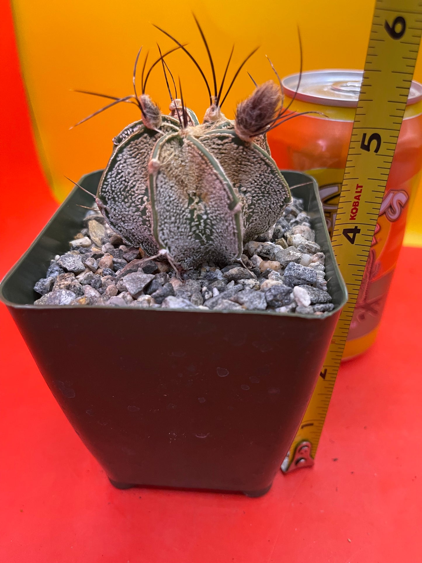 Flowering Astrophytum