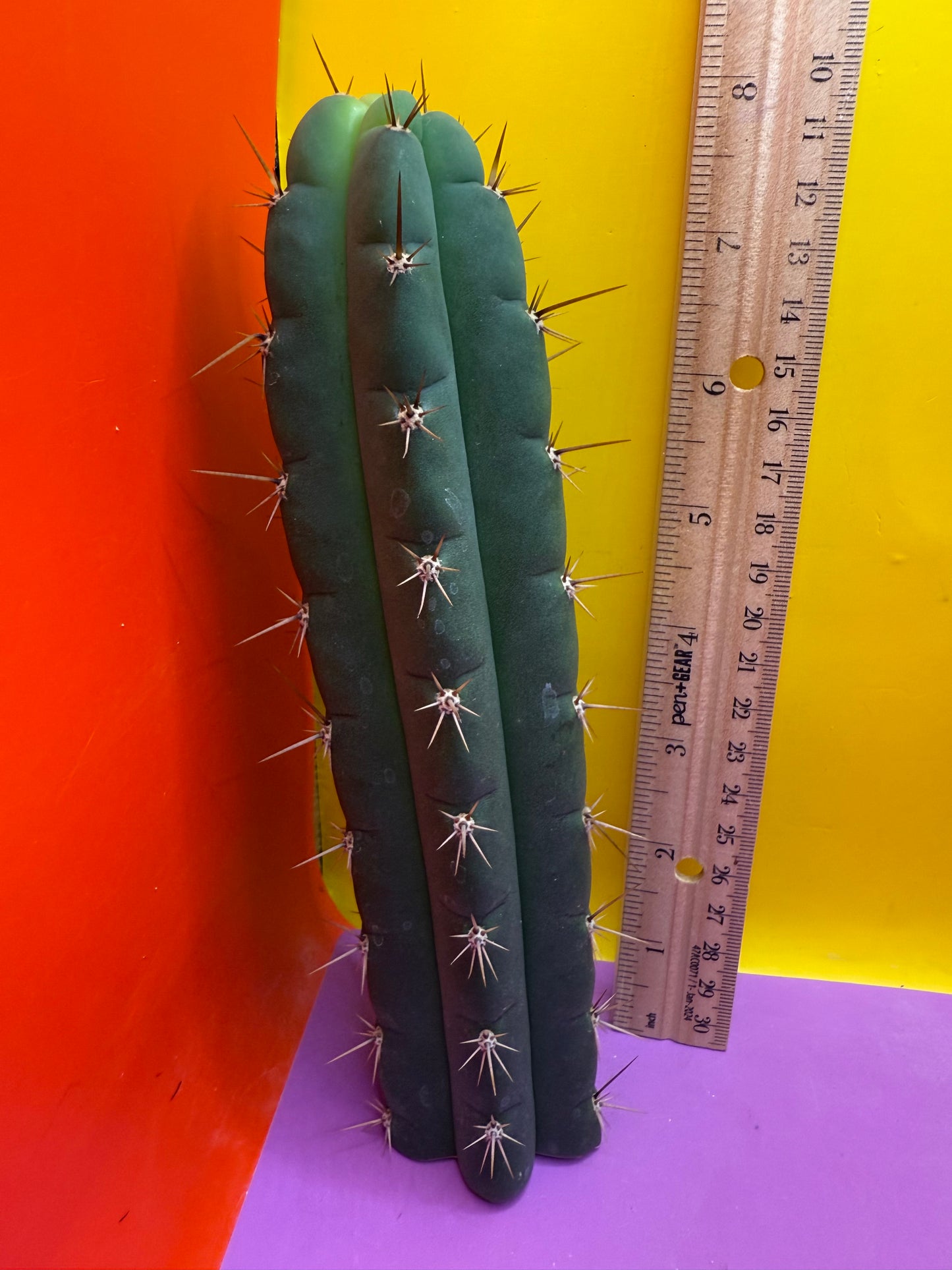 Friday deal !!! Misplants Mystery