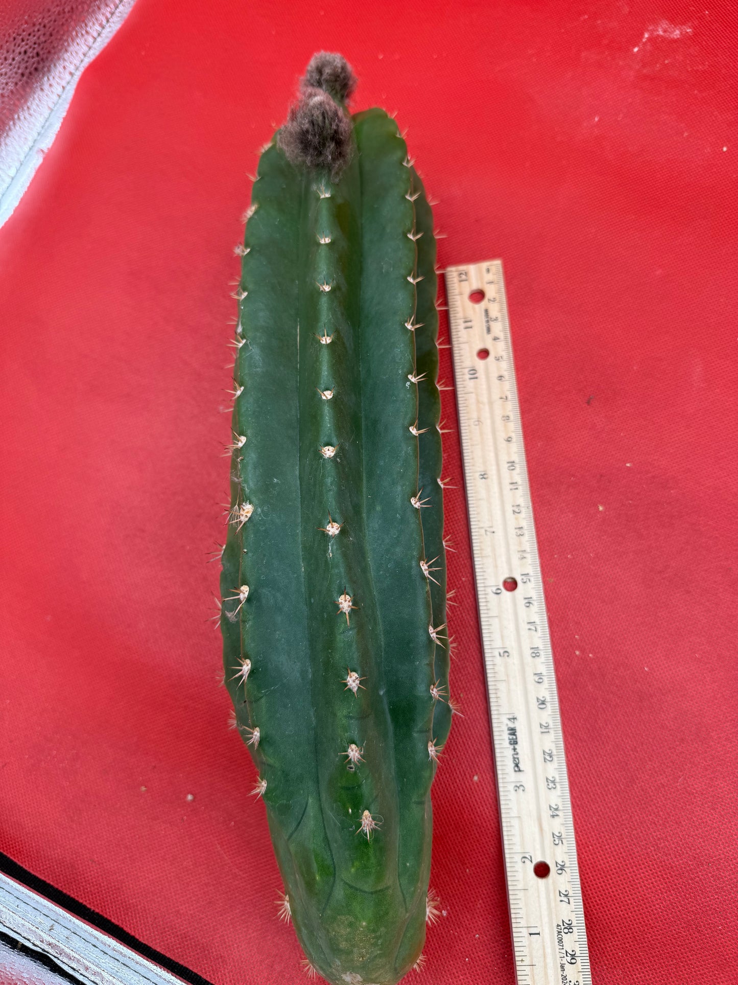 CACTO HEBRIDO with Flower Buds !