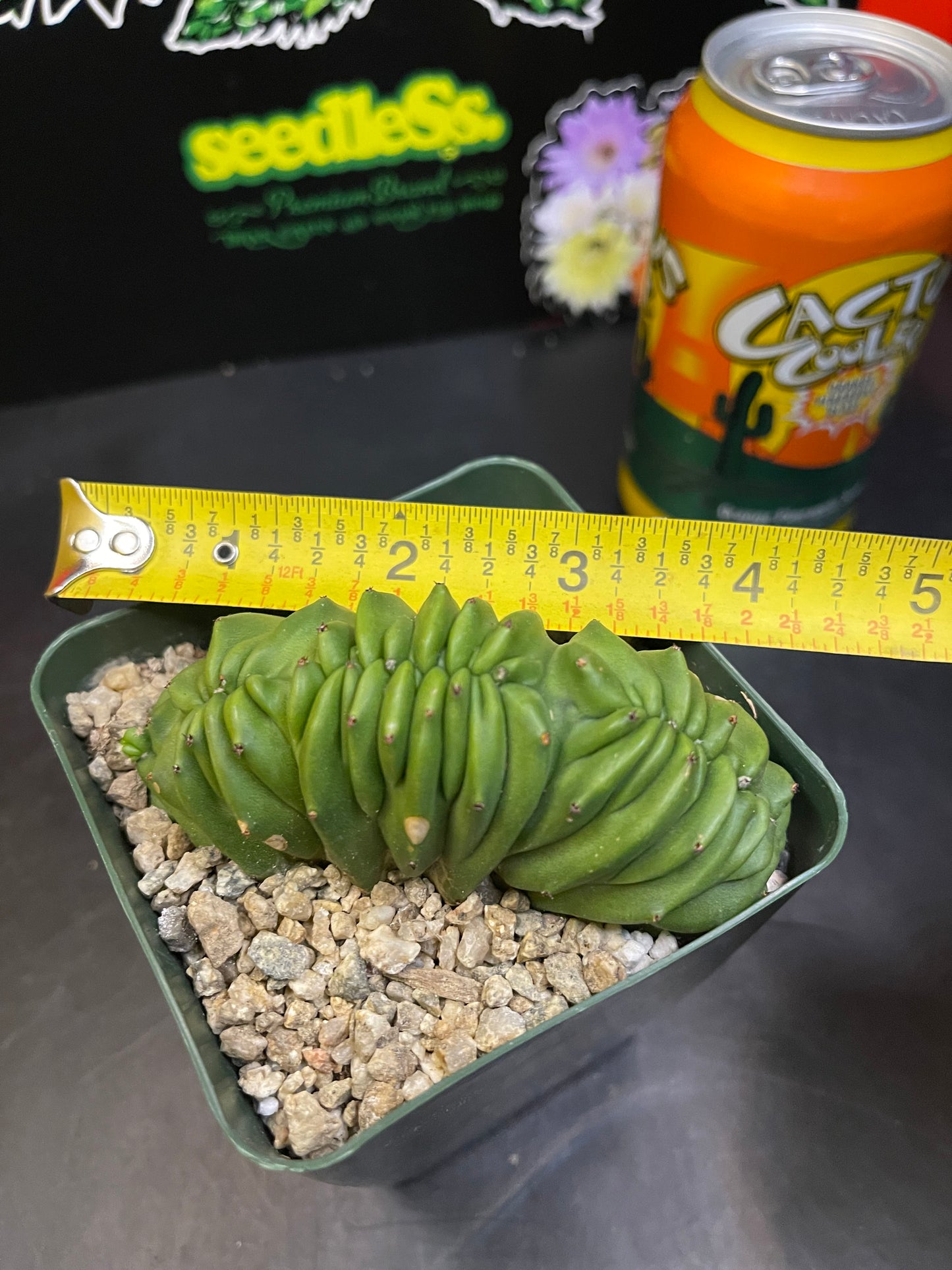 Crested myrtillocactus !!