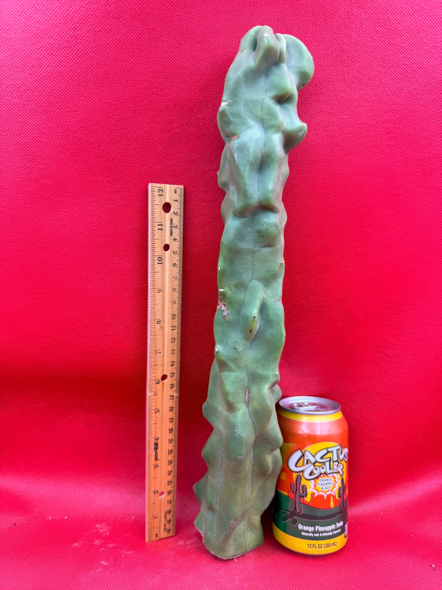 Spineless totem cactus