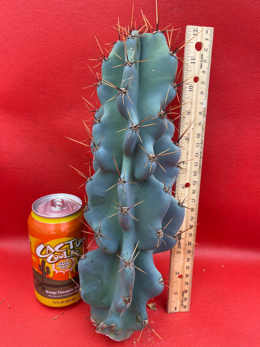 Cereus Monstrose - Gets cactus apples !