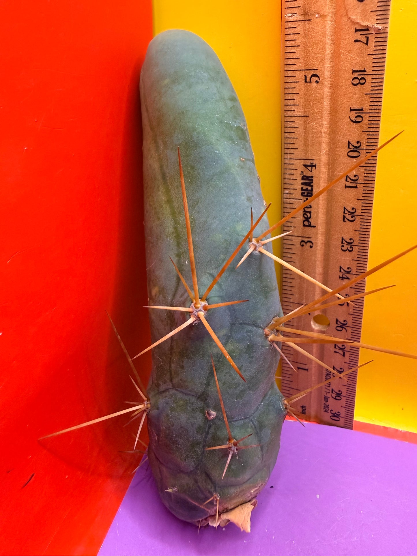 TBM !! TYPE b enormous !!!