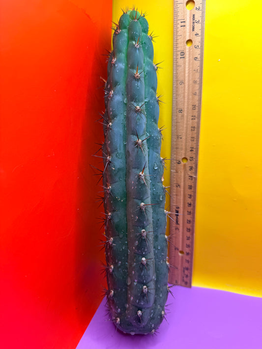 TRICHOCEREUS CHALA !