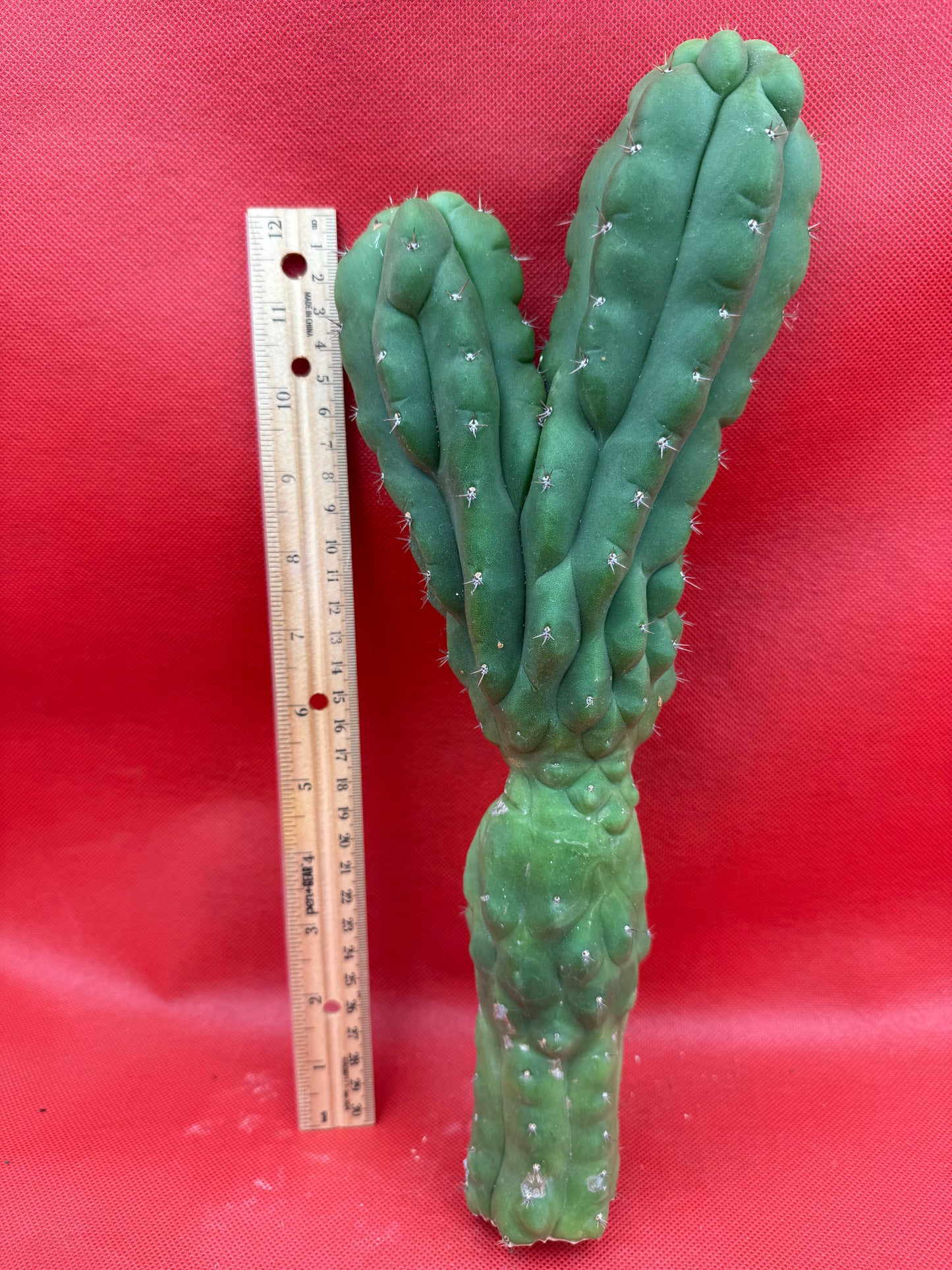 Dicot TPM !! Trichocereus Pachanoi monstrose
