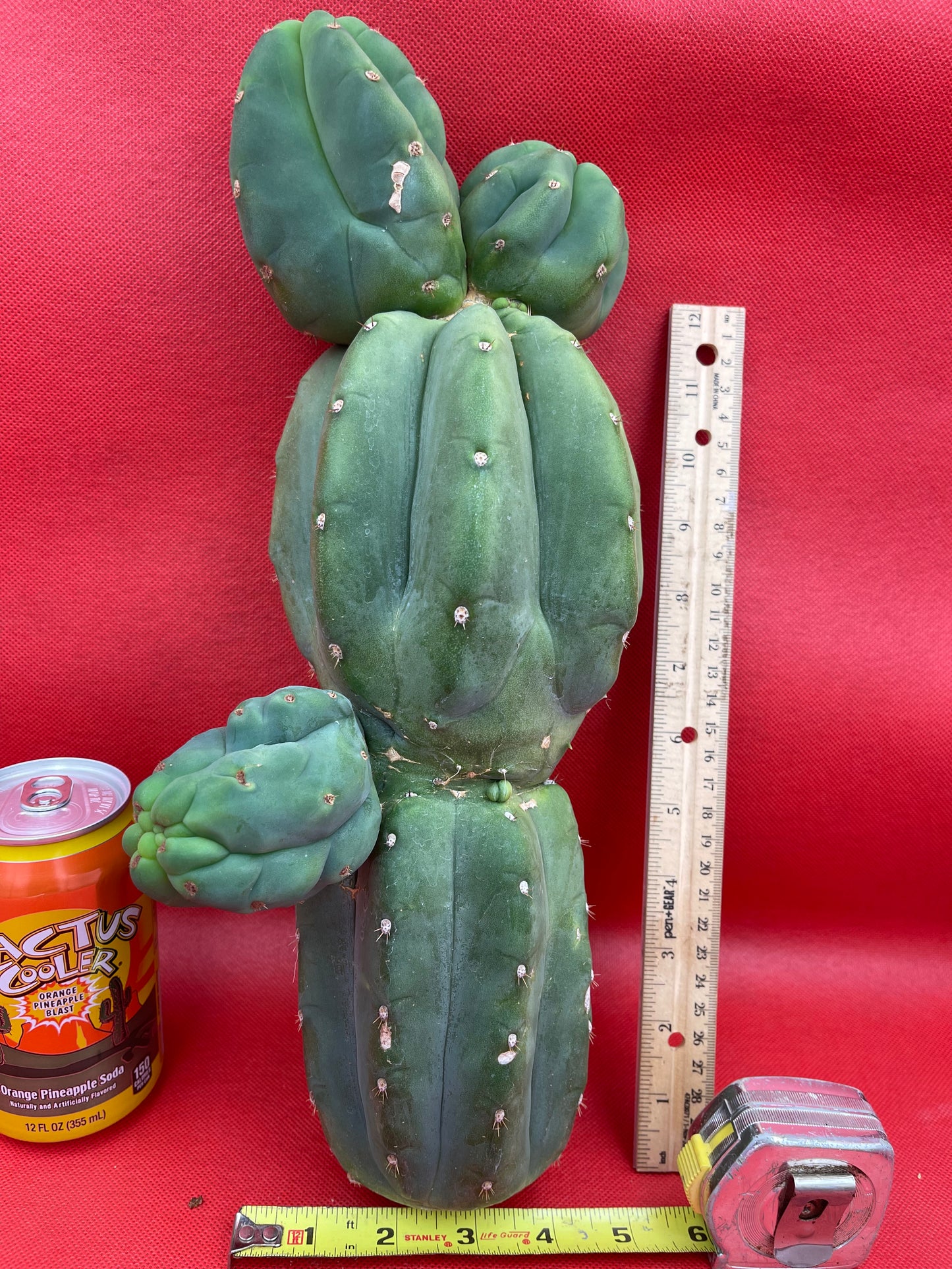 Weirdo Cahuilla !! 5” thick