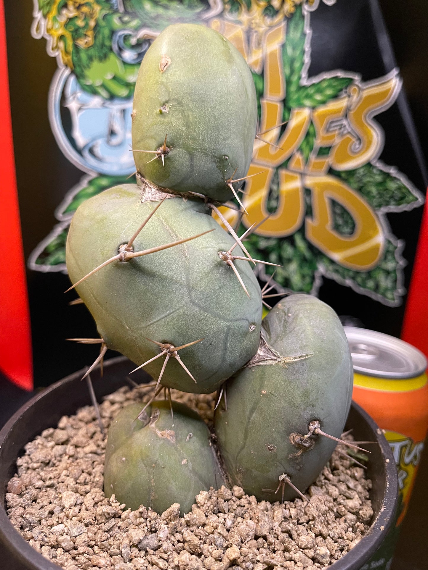 PENISCACTUS !!