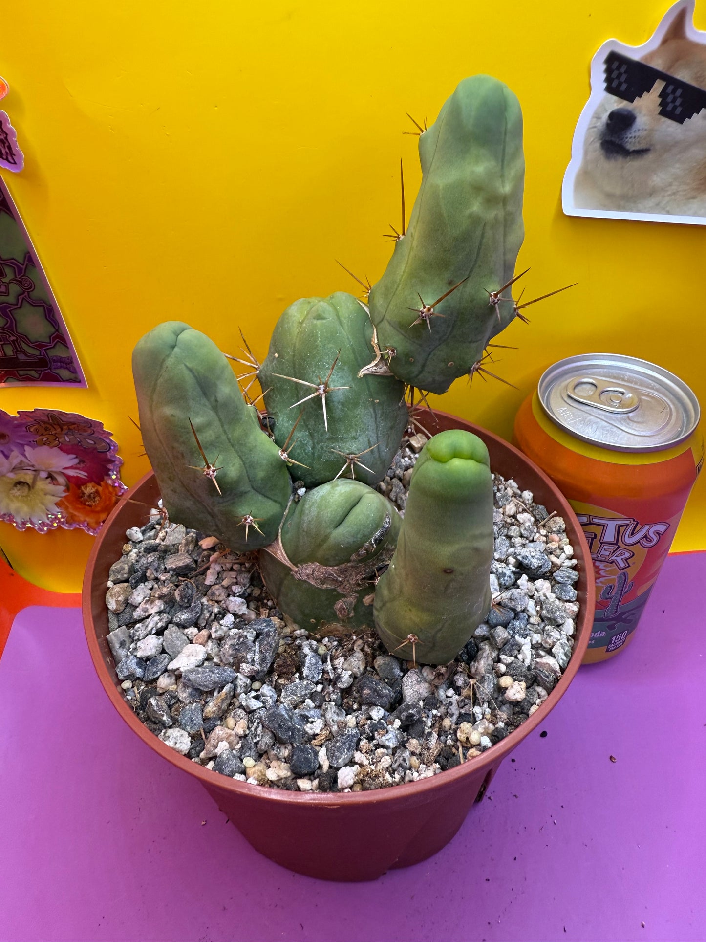 Trichocereus bridgesii monstrose5 segments  , fully rooted !