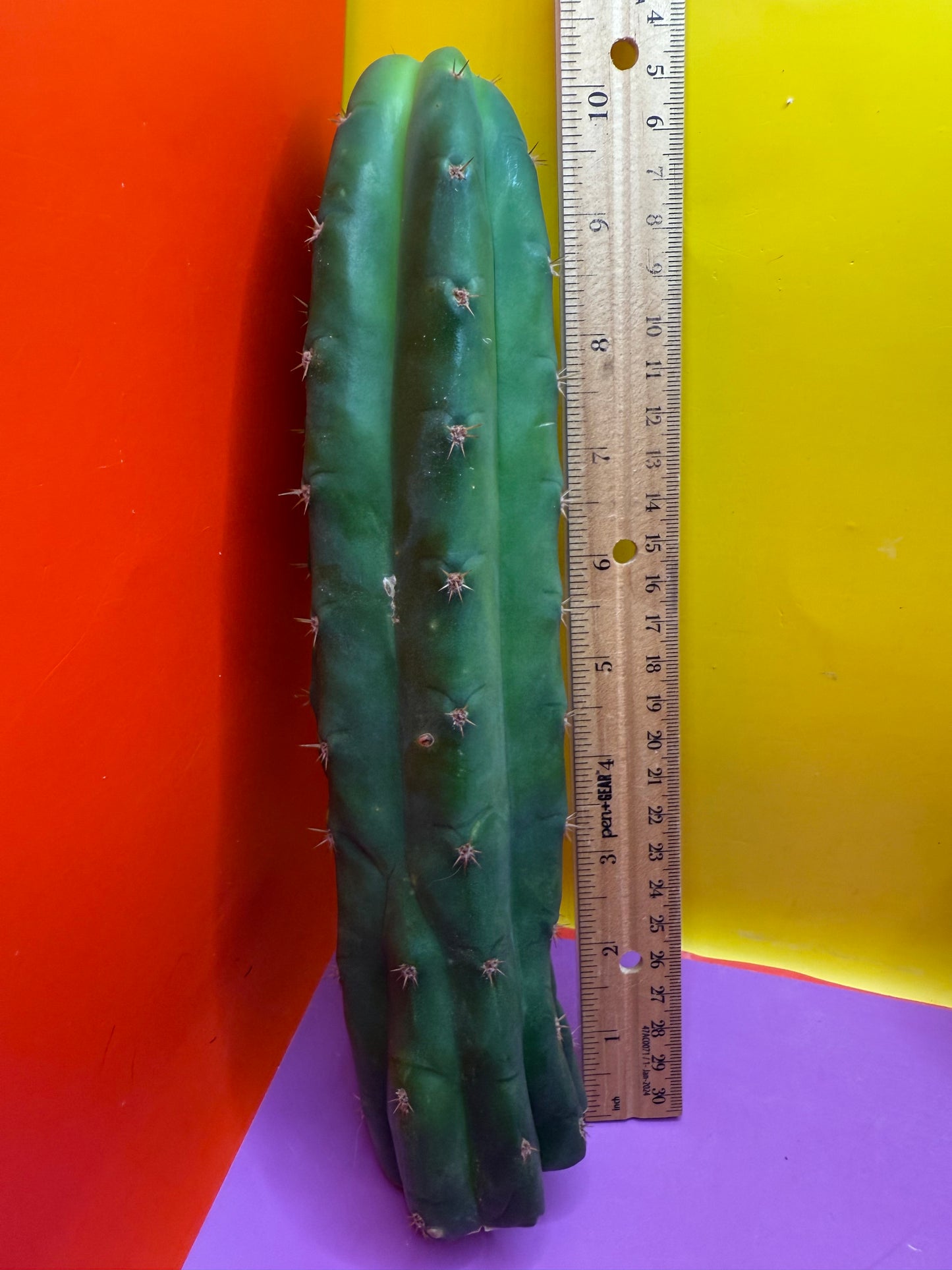 De costa O.p. San pedro Cactus cutting