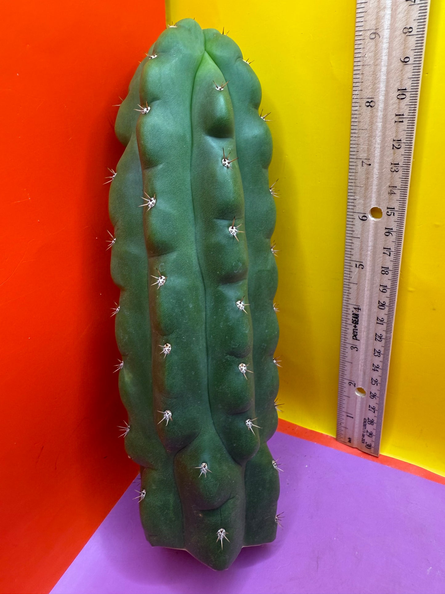 TPM ! Monstrose tricho