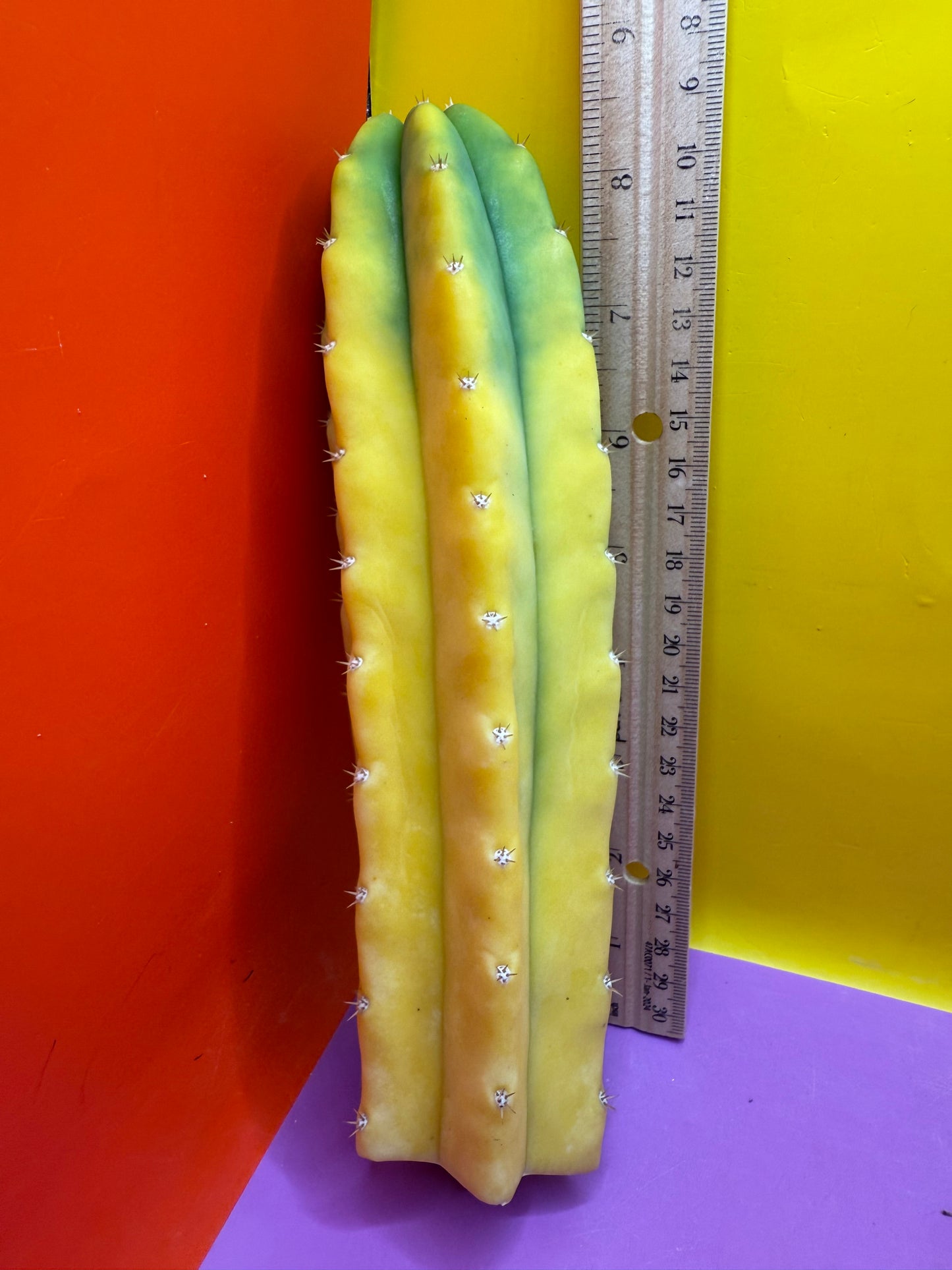 Banana San Pedro Cactus !