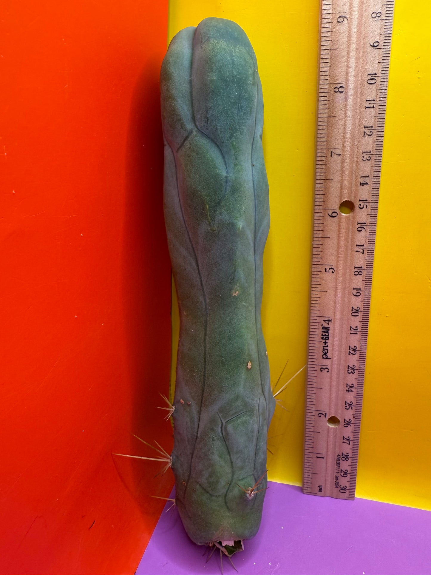 TBM-A long form monstrose cactus !